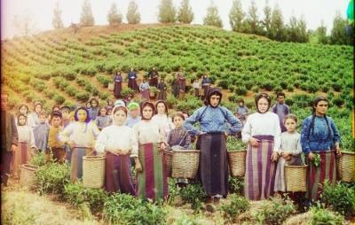 A group of tea pickers posing for the photograph in a field of tea plants